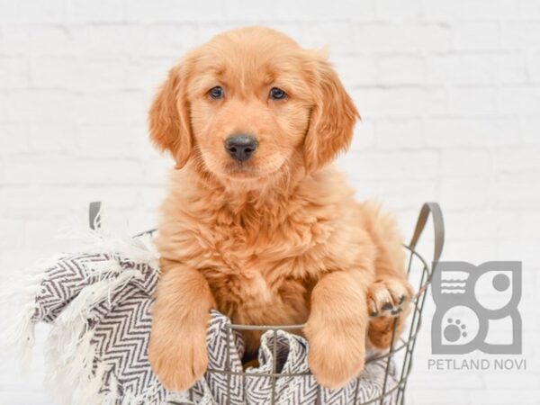 Golden Retriever DOG Female Golden 33446 Petland Novi, Michigan