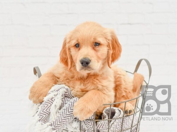 Golden Retriever-DOG-Female-Golden-33447-Petland Novi, Michigan