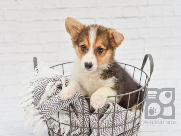 Pembroke Welsh Corgi DOG Female Tri 33448 Petland Novi, Michigan