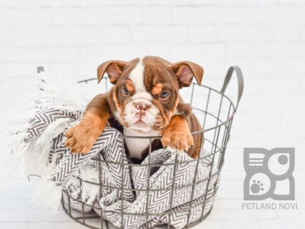 English Bulldog-DOG-Female-Dark Chocolate Tri Triple-33449-Petland Novi, Michigan