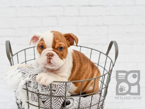 English Bulldog-DOG-Female-Chocolate Fawn-33450-Petland Novi, Michigan