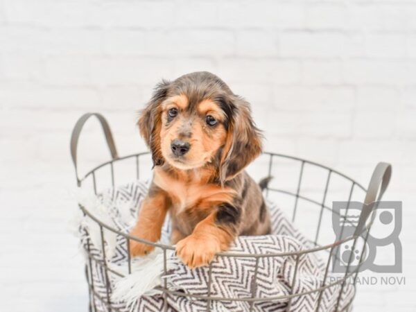 Dachshund-DOG-Male-Chocolate Dapple-33451-Petland Novi, Michigan