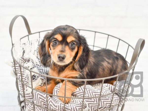 Dachshund-DOG-Female-Black & Tan Dapple-33452-Petland Novi, Michigan