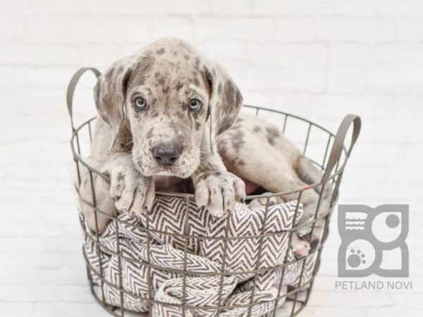 Great Dane DOG Male Blue Merle 33453 Petland Novi, Michigan