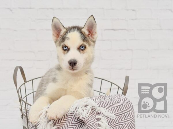 Siberian Husky DOG Male Gray & White 33454 Petland Novi, Michigan