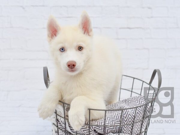 Siberian Husky DOG Female White 33455 Petland Novi, Michigan