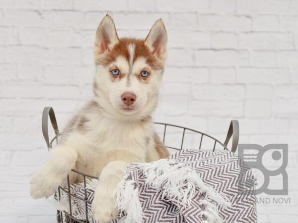 Siberian Husky DOG Female Red & White 33456 Petland Novi, Michigan