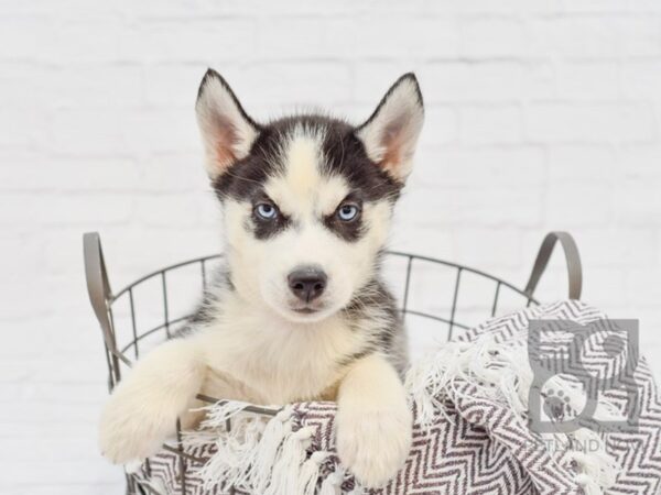 Siberian Husky DOG Female Black & White 33457 Petland Novi, Michigan