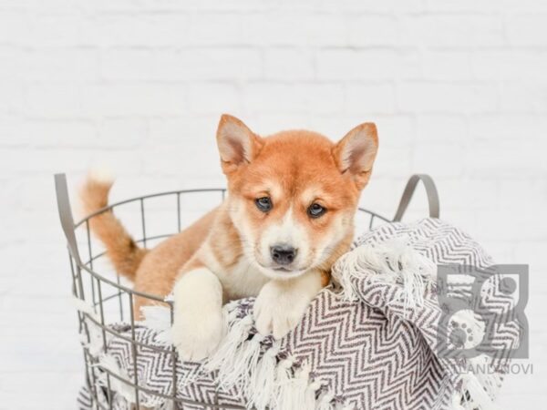 Shiba Inu DOG Female Red & White 33458 Petland Novi, Michigan