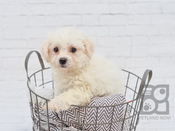 Bichon Frise DOG Male White 33459 Petland Novi, Michigan