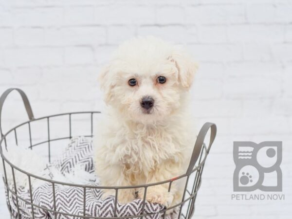 Bichon Frise DOG Male White 33460 Petland Novi, Michigan