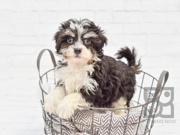 Havanese DOG Male Black / White 33461 Petland Novi, Michigan