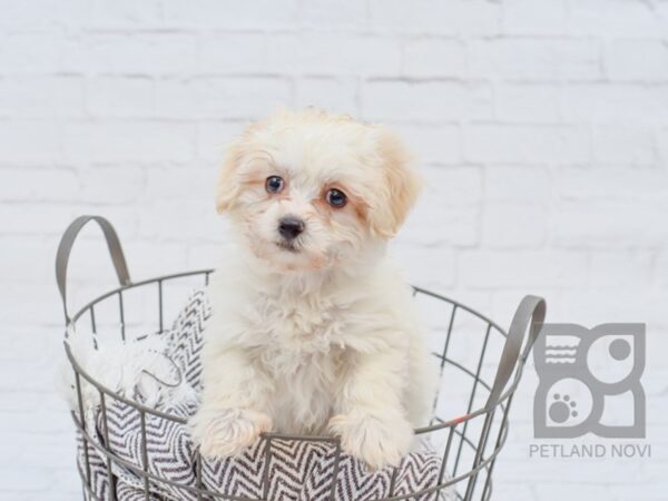 Havanese DOG Female Cream / White 33462 Petland Novi, Michigan