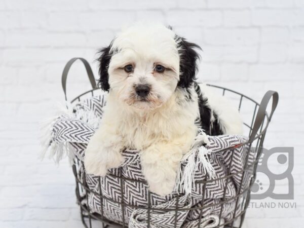 Havanese DOG Male Black / White 33463 Petland Novi, Michigan