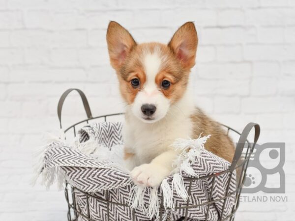 Pembroke Welsh Corgi DOG Female Red Sable 33464 Petland Novi, Michigan