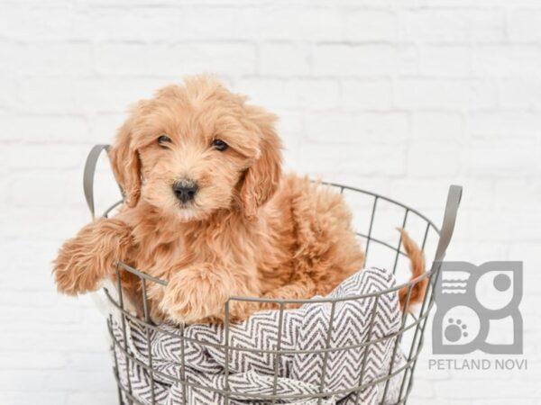 F2 MINI GOLDENDOODLE DOG Female Dark Red 33465 Petland Novi, Michigan