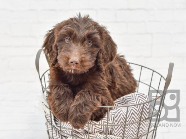 F2 MINI GOLDENDOODLE-DOG-Female-Chocolate-33466-Petland Novi, Michigan