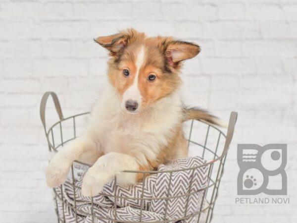 Shetland Sheepdog DOG Male Sable White 33467 Petland Novi, Michigan