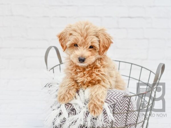 Yorkie Poo-DOG-Male-APRICOT-33468-Petland Novi, Michigan