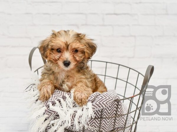 Yorkie Poo-DOG-Female-BROWN WH-33469-Petland Novi, Michigan