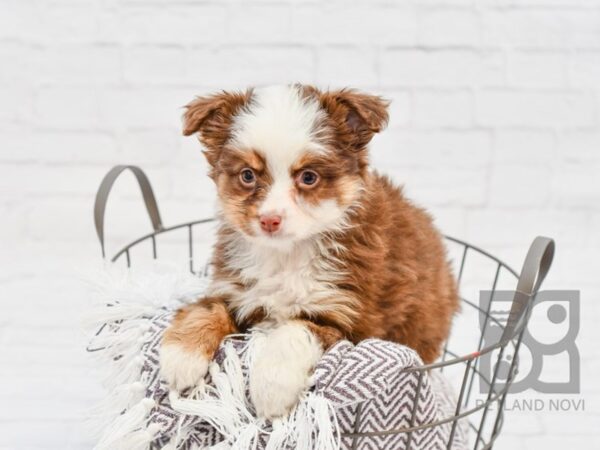 Mini Aussie DOG Female RED TRI 33470 Petland Novi, Michigan