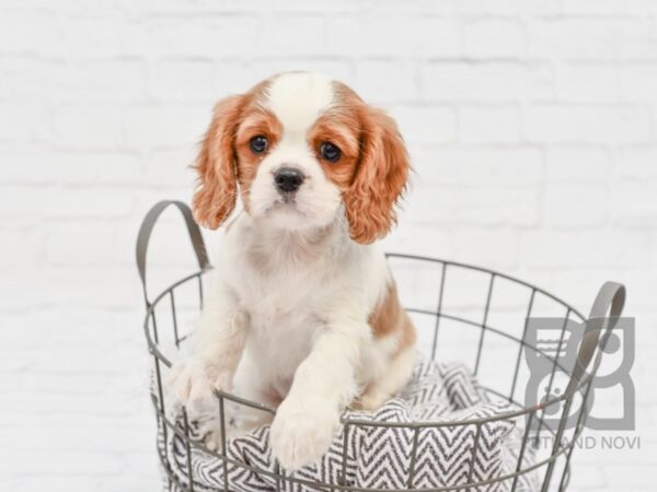 Cavalier King Charles DOG Male Blenheim 33471 Petland Novi, Michigan