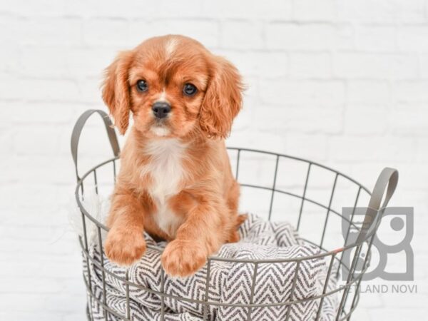 Cavalier King Charles DOG Male Ruby 33472 Petland Novi, Michigan