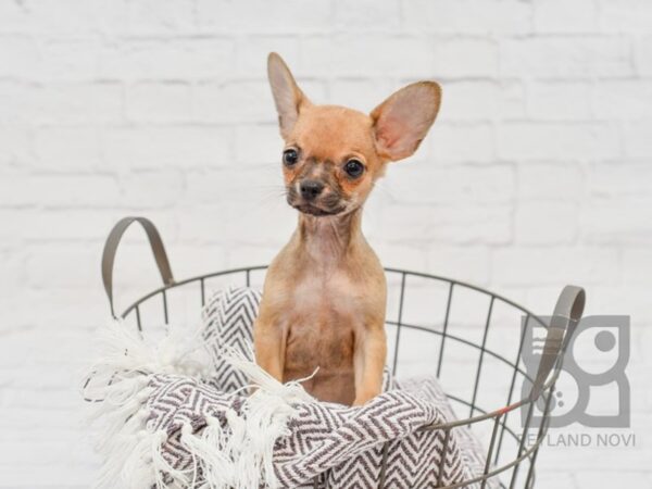 Chihuahua DOG Female Fawn 33473 Petland Novi, Michigan