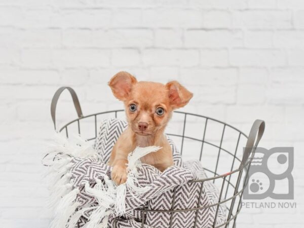 Chihuahua-DOG-Female-Fawn-33474-Petland Novi, Michigan