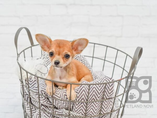 Chihuahua DOG Female Fawn 33475 Petland Novi, Michigan