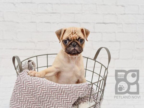 Pug-DOG-Female-Fawn-33476-Petland Novi, Michigan