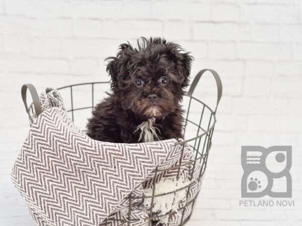 Shih Poo DOG Male Black 33478 Petland Novi, Michigan