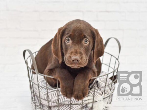 Labrador Retriever DOG Female Chocolate 33479 Petland Novi, Michigan