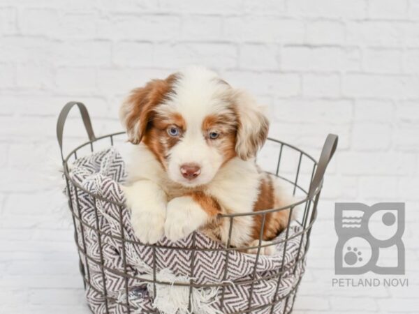 Mini Aussie DOG Male RED MERLE 33480 Petland Novi, Michigan