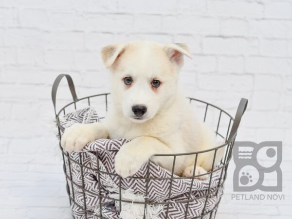 Mini Husky-DOG-Male-SILVER WHITE-33481-Petland Novi, Michigan