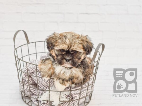 Teddy Bear-DOG-Female-BROWN WH-33482-Petland Novi, Michigan