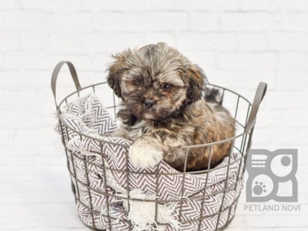 Teddy Bear-DOG-Male-BROWN WH-33483-Petland Novi, Michigan