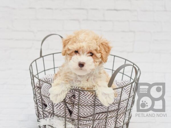 Bichon Poo-DOG-Female-RED WH-33484-Petland Novi, Michigan