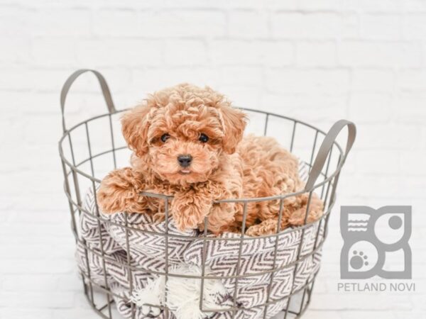 Cavachon-Poo-DOG-Male-RED-33485-Petland Novi, Michigan