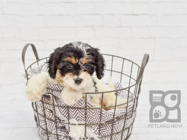 Cavachon DOG Male TRI 33486 Petland Novi, Michigan