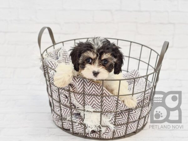 Cavachon DOG Female TRI 33487 Petland Novi, Michigan