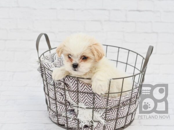 Shih Malt DOG Male brown white 33488 Petland Novi, Michigan