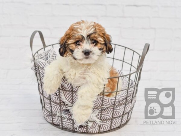 Shih Malt DOG Female brown white 33489 Petland Novi, Michigan