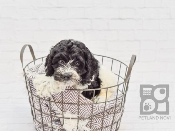 Cockapoo DOG Male BLK WHITE 33490 Petland Novi, Michigan