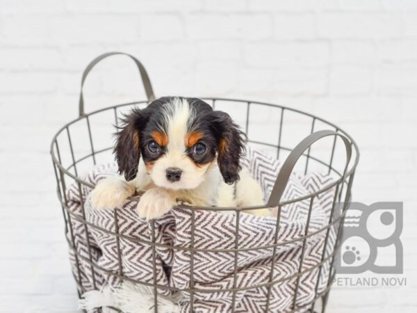 Cavalier King Charles Spaniel DOG Male TRI 33491 Petland Novi, Michigan