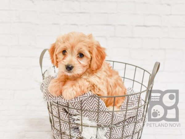 Cavachon DOG Female RUBY 33492 Petland Novi, Michigan