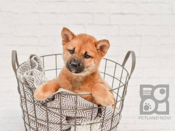 Shiba Inu DOG Female Red 33493 Petland Novi, Michigan