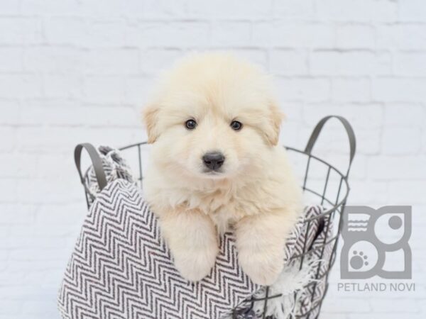 Great Pyrenees/Anatolian-DOG-Female-Wheaten-33494-Petland Novi, Michigan