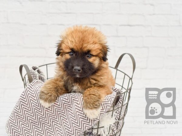 Great Pyrenees/Anatolian-DOG-Male-Cream-33495-Petland Novi, Michigan