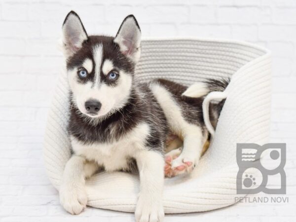 Siberian Husky DOG Female Black & White 33496 Petland Novi, Michigan